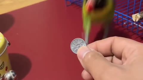 So smart Parrot