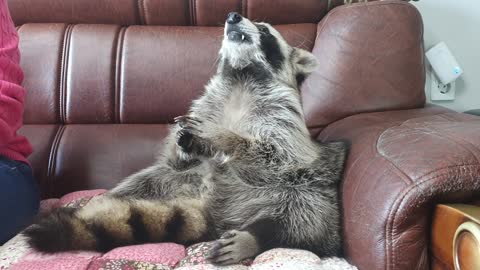 The frugal raccoon scratches the flesh attached to the seeds and eats them neatly.