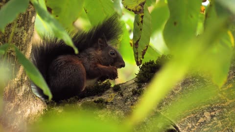 Red squirrel rodent...!!!