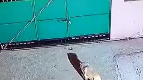 Watch as leopard jumps over fence to steal a guard dog,