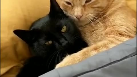 Cute cat couple sleeping 🐱