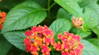 West Indian lantana #srilanka