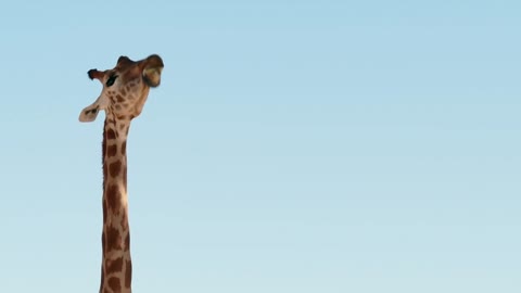 Giraffe (Giraffa camelopardalis) trying to reach tree branch for food