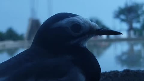 Bird video, sound