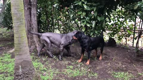 Rottweiler VS Neapolitan Mastiff playing