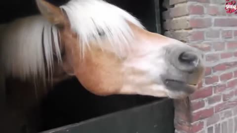 Horse Play Beat Box