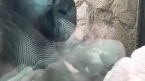 Baby and new gorilla mother Kiki Shared a sweet moment