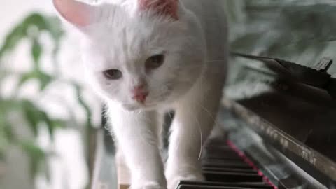 Cat playing the piano