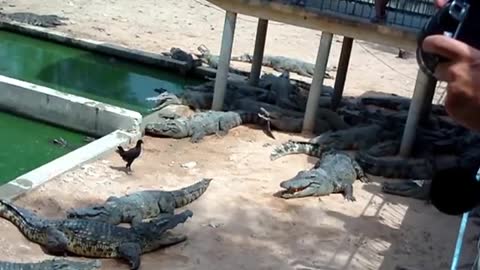 crocoidle eating chicken in zoo