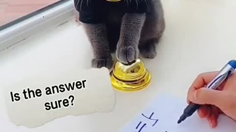 Funny cat, black cat, lovely cat video