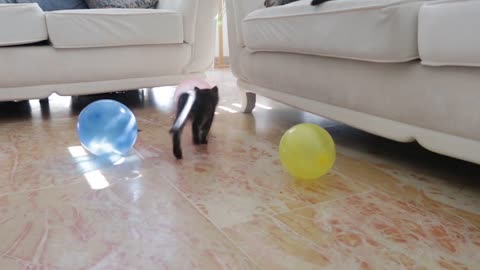 Cats play with balloon/cute cats/part 2