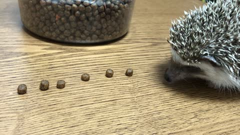 Hedgehog eating rice