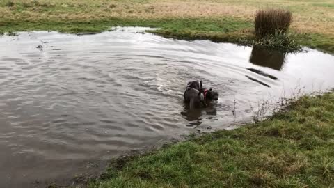 Fun at the pond