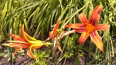 Tiger Lilies