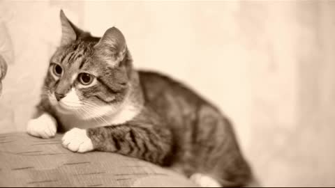 Yawning cat over the sofa