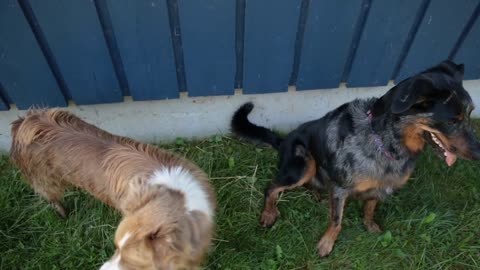 Cute curious horse interacting with & inspecting two dogs at a large blue barn