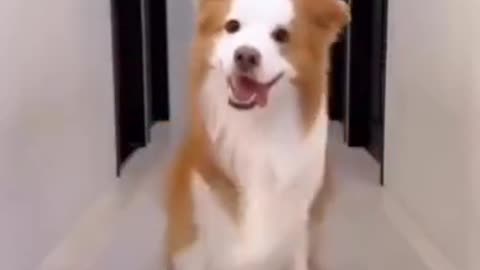 Dog create video