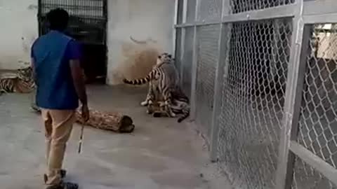 Bengal Tiger & White Tiger