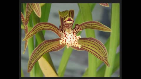 Momento Malum Today Episode 30 Cymbidium Orchid Pedigree