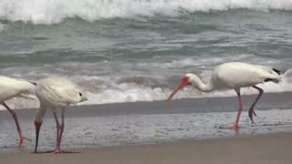 Lunch time in the ocean