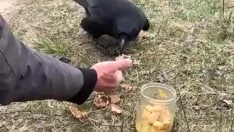 Feeding a bird