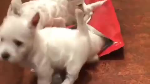 Funny puppies