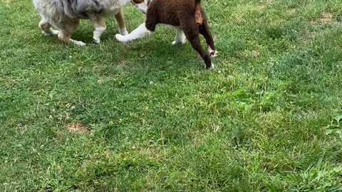 Dog play date