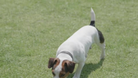 Dog Playing in backyard2