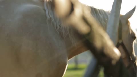 Two farm horses in the paddock