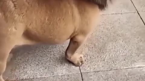 Funny pug video.