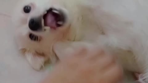 Cute Maltese puppy dog barking at funny small cat animal toy little puppies playing bark voice