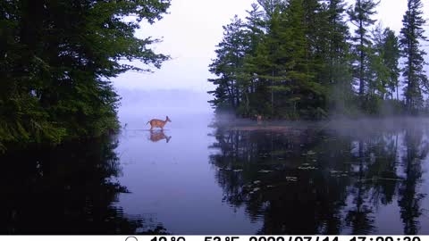 Doe leads fawn across water