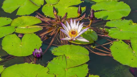 Beautiful Time Lapse Video Of A Water Lilly Blooming