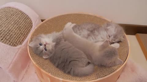 The way a kitten reacts when it eats a pile of dry food for the first time is so cute.