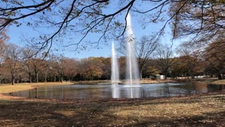 Yoyogi Park in Autumn Shibuya Tokyo