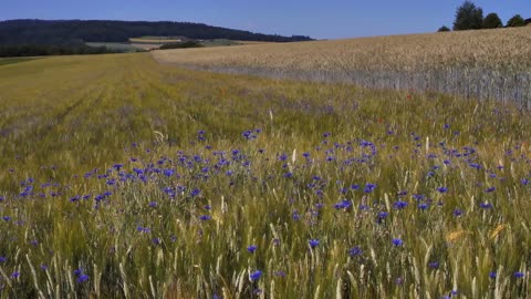 Flower Field || Relaxing Music || Peaceful Music