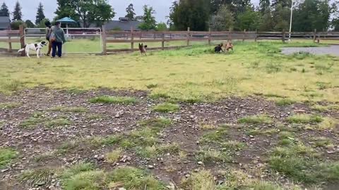 Shepherd Attacks Pitbull [off leash dog PARK]