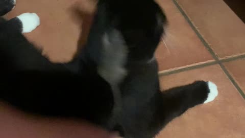 Kitten And Mouse Catch Each Other