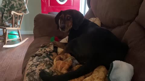 dog at play Coonhound with squeaky ball