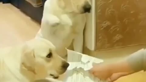 funny dog