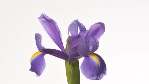 Iris flower time lapse opening and dying then revives. Beethoven