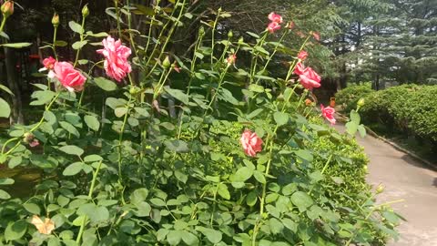 This bunch of flowers are gorgeous