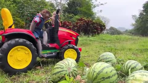 Farmer_Bim_Bim_harvests_watermelons_and_obediently_takes_care_of_you