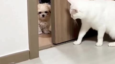 Funny Cats fight 😁🤣 #funny #cats