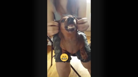 FUNNY VIDEOS 🤣😂🐕