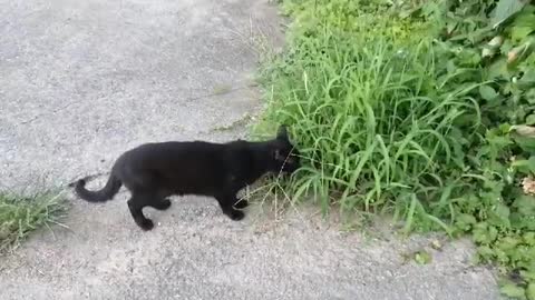 a grass-eating cat