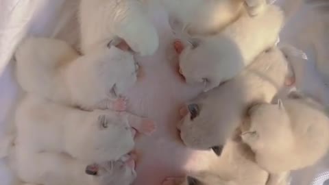 The kittens surround the mother and drink milk