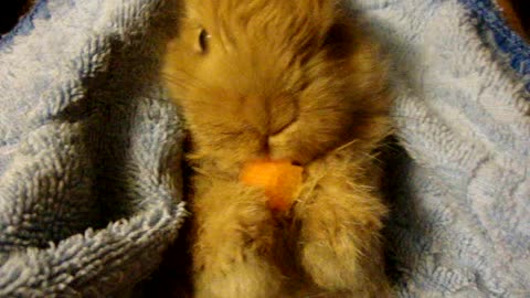 Cute baby Bunny eats Carrots