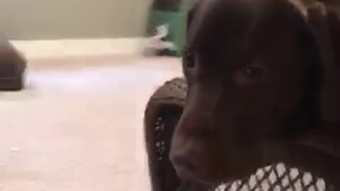 Black dog awkwardly lays on foot stool