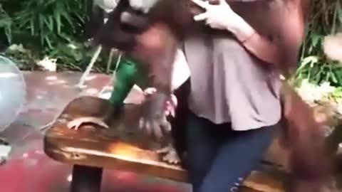 Orangutan and woman funny video#shorts#shor